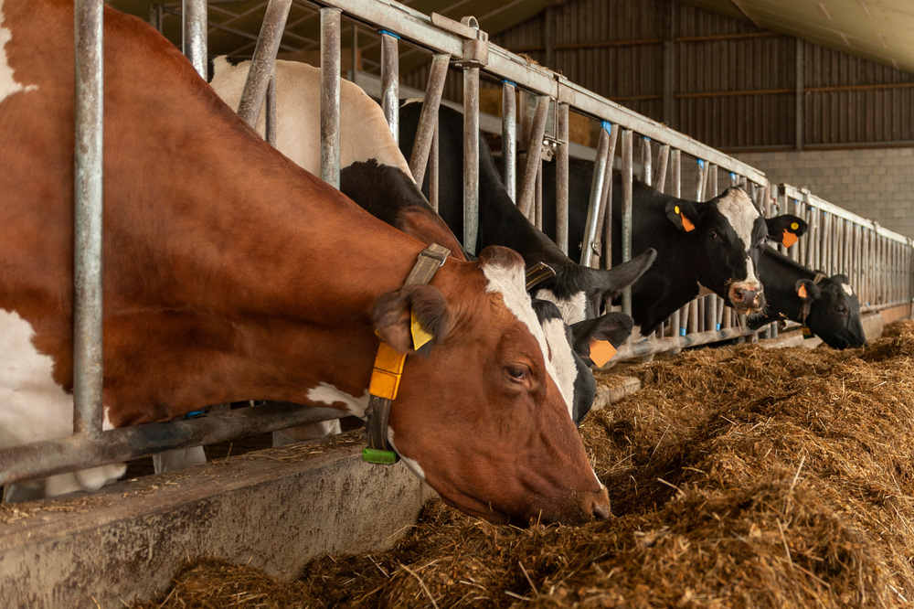 milk,cows,at,the,farm